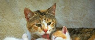 Принимаем роды у кошки: когда начинаются, как помочь и сколько котят родит